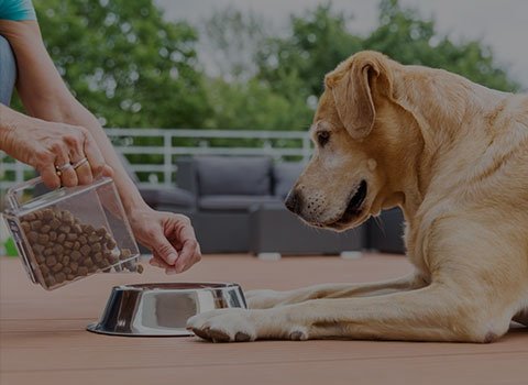 애완 동물 사료