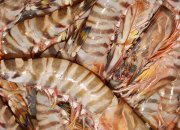 남미 대하 사료의 선택과 과학적 투여 방법